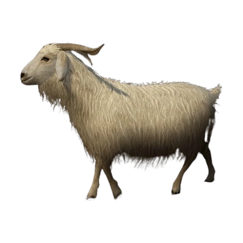 Cashmere Goat